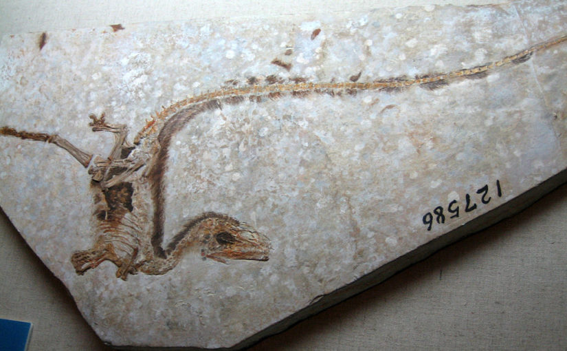 Фосил Sinosauropteryx, први фосил потпуно нелетећег диносауруса са перјем.